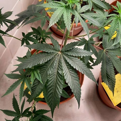Poseidon growlog timeline photo