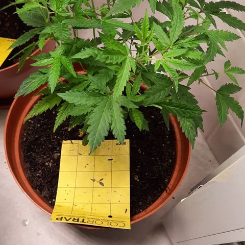 Vênus  growlog timeline photo