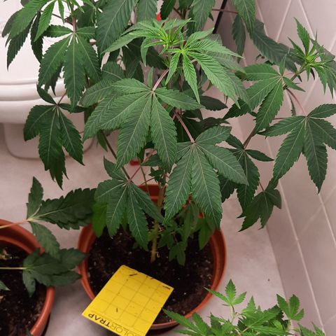 Afrodite growlog timeline photo