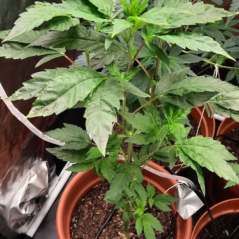 Dionísio growlog timeline photo