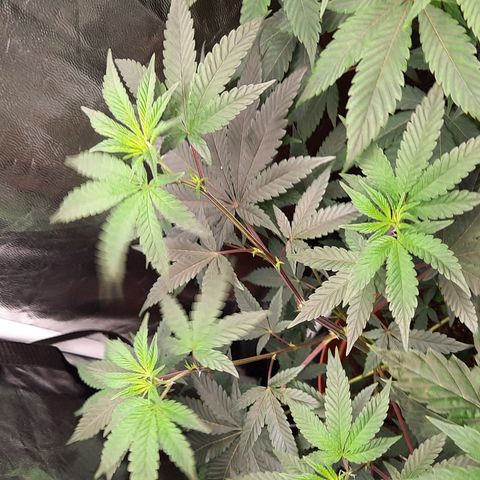 Poseidon growlog timeline photo