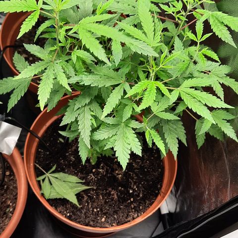 Vênus  growlog timeline photo
