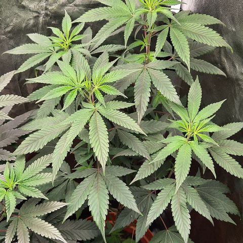 Afrodite growlog timeline photo