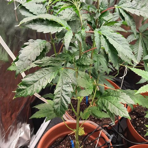 Dionísio growlog timeline photo