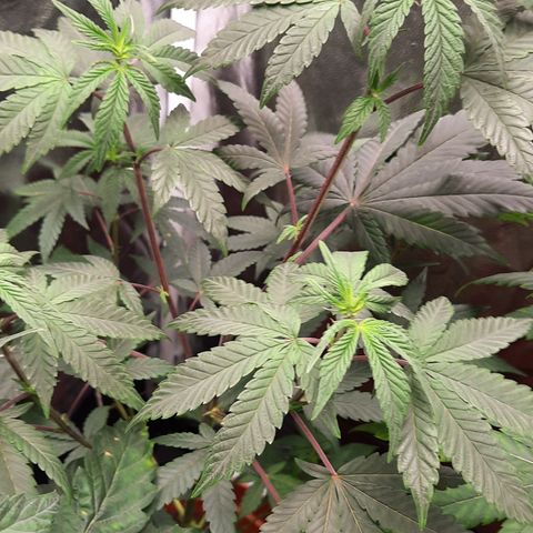 Poseidon growlog timeline photo