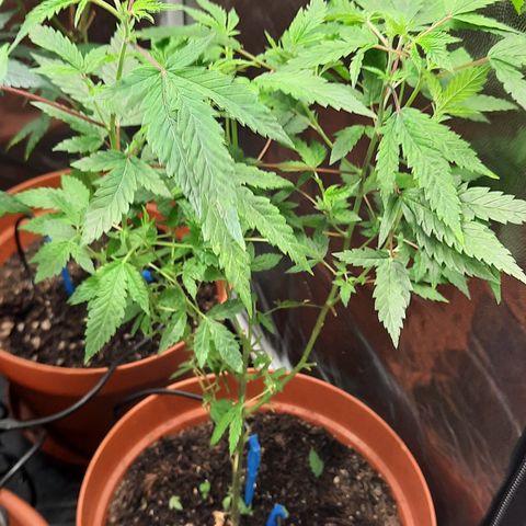 Vênus  growlog timeline photo