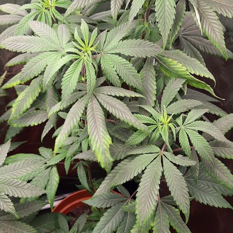 Afrodite growlog timeline photo