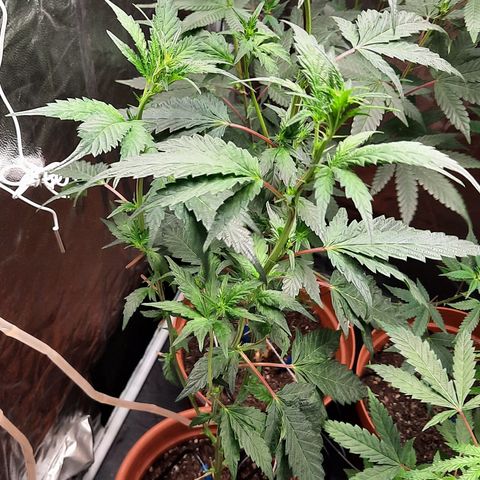 Dionísio growlog timeline photo