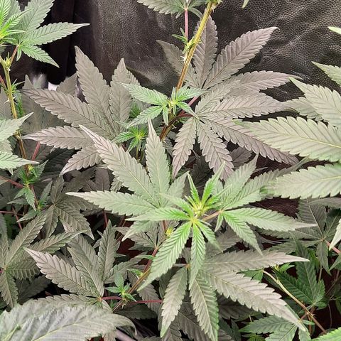 Poseidon growlog timeline photo