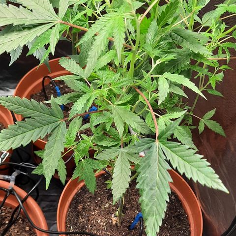 Vênus  growlog timeline photo