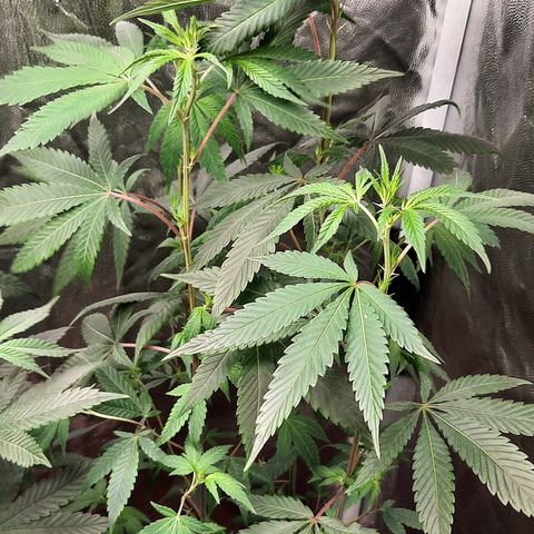 Afrodite growlog timeline photo