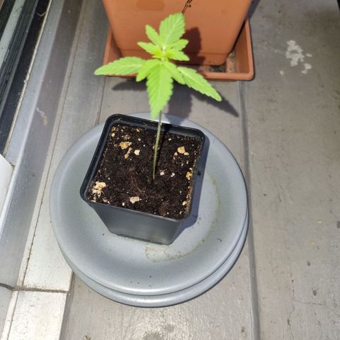 Mango Smile growlog timeline photo