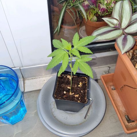 Mango Smile growlog timeline photo