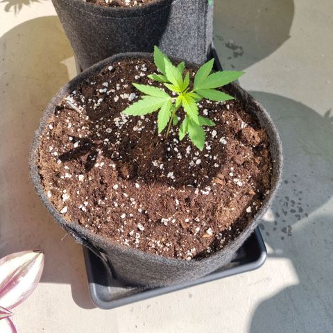 Mango Smile growlog timeline photo