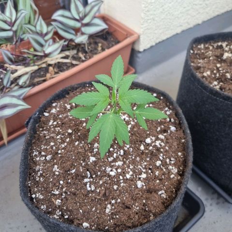 Mango Smile growlog timeline photo