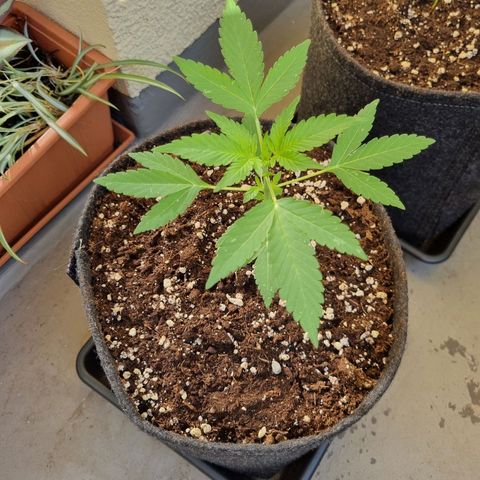 Mango Smile growlog timeline photo