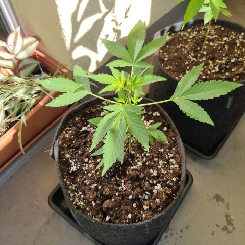 Mango Smile growlog timeline photo