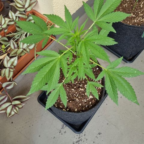 Mango Smile growlog timeline photo