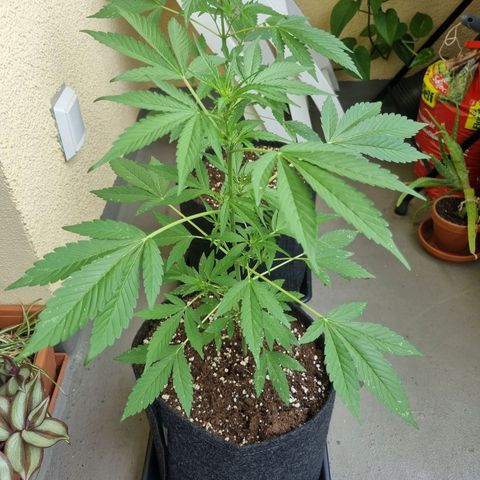 Mango Smile growlog timeline photo