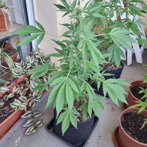 Mango Smile growlog timeline photo