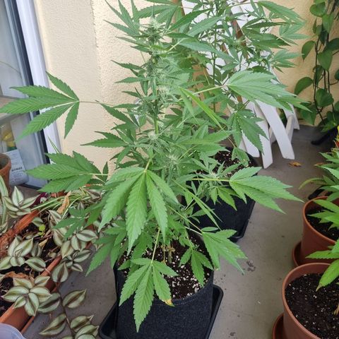 Mango Smile growlog timeline photo