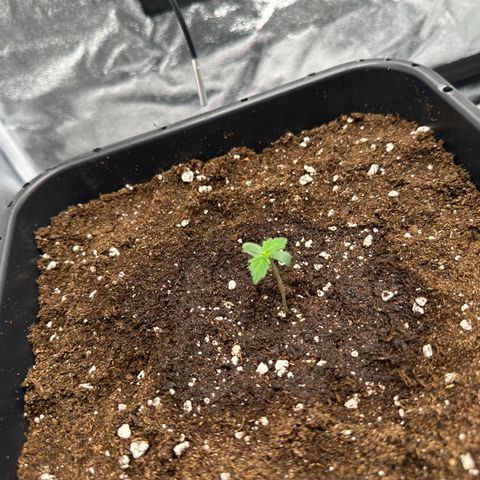 Critical Auto  growlog timeline photo