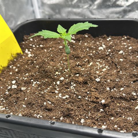 Critical Auto  growlog timeline photo