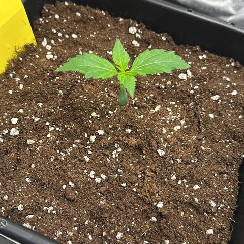 Critical Auto  growlog timeline photo