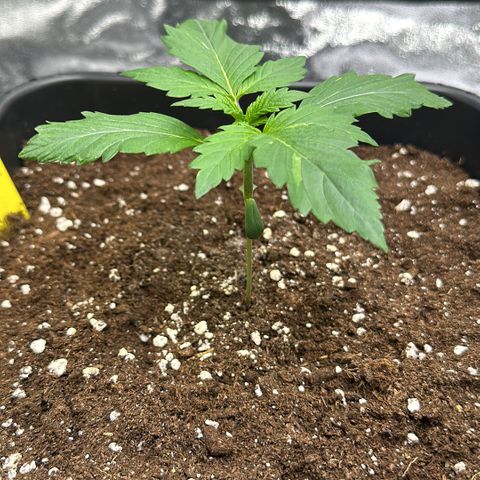 Critical Auto  growlog timeline photo