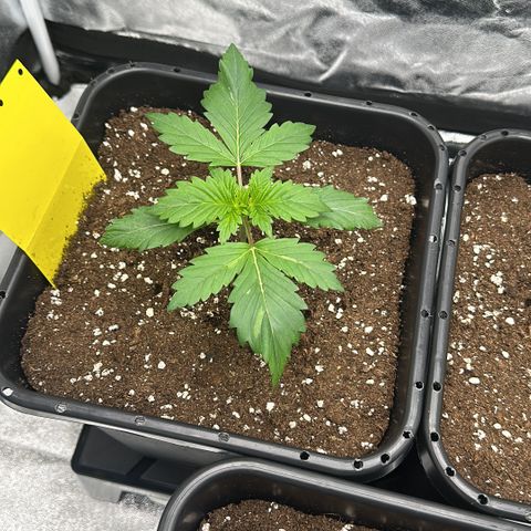 Critical Auto  growlog timeline photo
