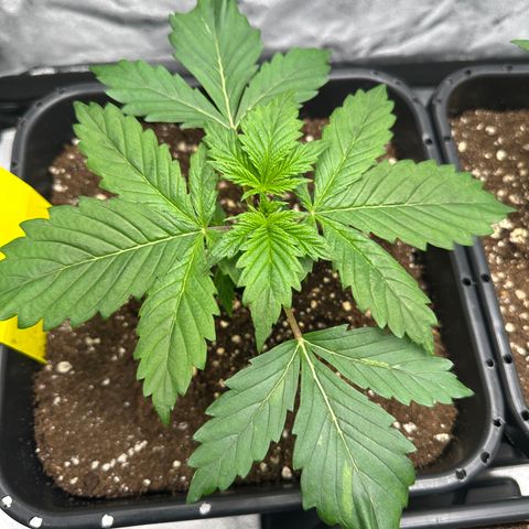 Critical Auto  growlog timeline photo