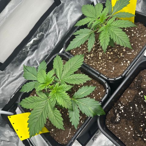 Critical Auto  growlog timeline photo