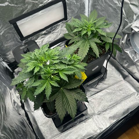 Critical Auto  growlog photo: Pflanzen haben sich erholt, nie wieder GreenPower Dünger!!!