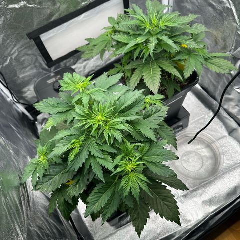Critical Auto  growlog timeline photo