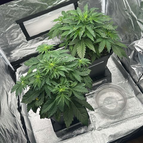 Critical Auto  growlog photo: Frühe Blütenphase 