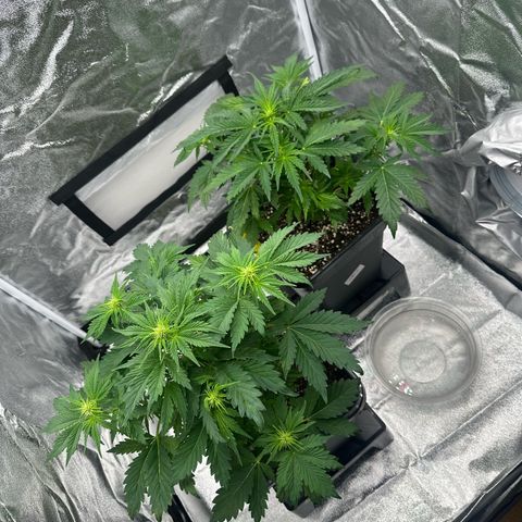 Critical Auto  growlog timeline photo