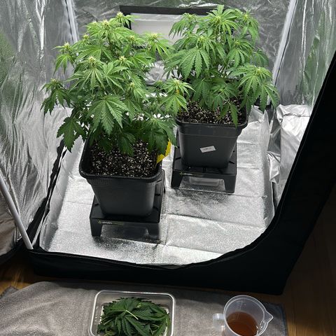 Critical Auto  growlog timeline photo
