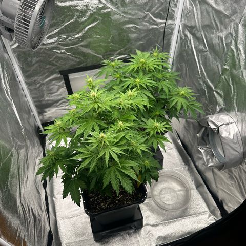 Critical Auto  growlog timeline photo