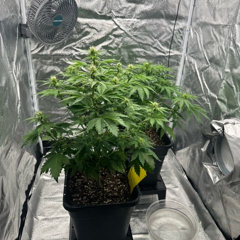 Critical Auto  growlog timeline photo