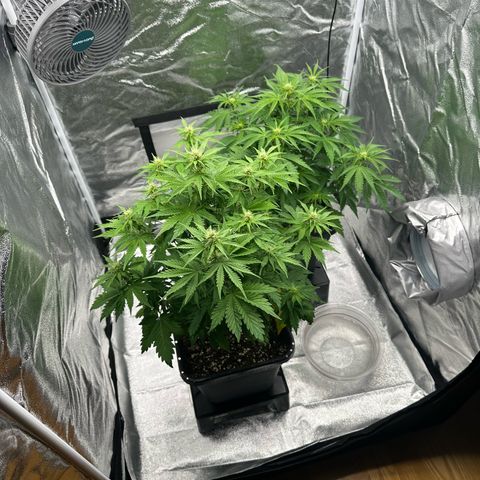 Critical Auto  growlog timeline photo