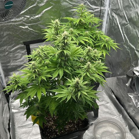 Critical Auto  growlog timeline photo