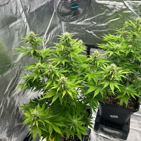Critical Auto  growlog timeline photo