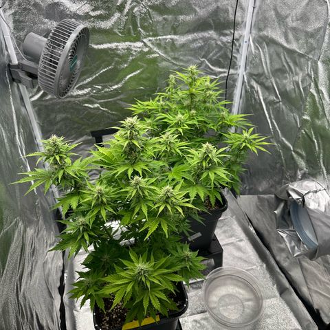 Critical Auto  growlog timeline photo