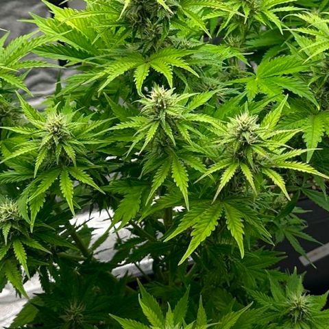 Critical Auto  growlog timeline photo