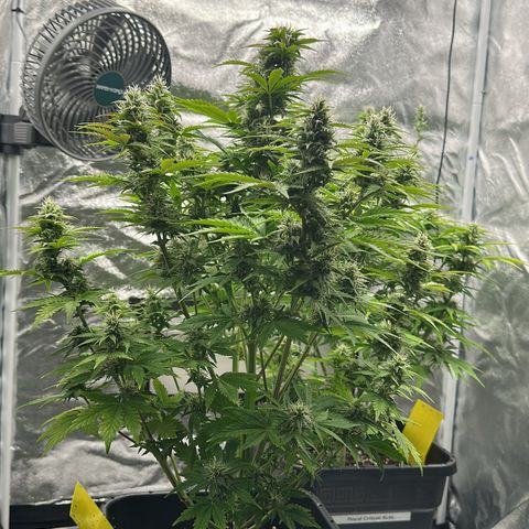 Critical Auto  growlog timeline photo