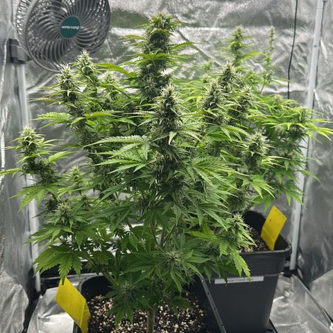 Critical Auto  growlog timeline photo