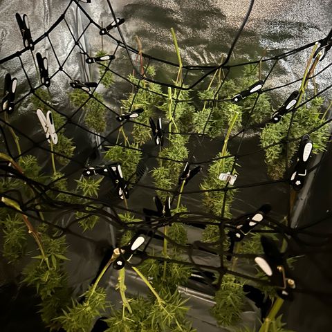 Critical Auto  growlog timeline photo