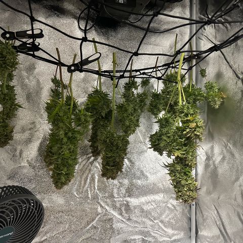 Critical Auto  growlog timeline photo