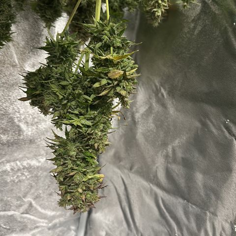 Critical Auto  growlog timeline photo