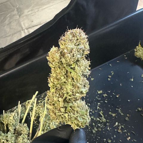 Critical Auto  growlog timeline photo